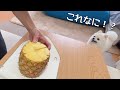 夏なので、ペコと一緒にパイナップルを食べました!