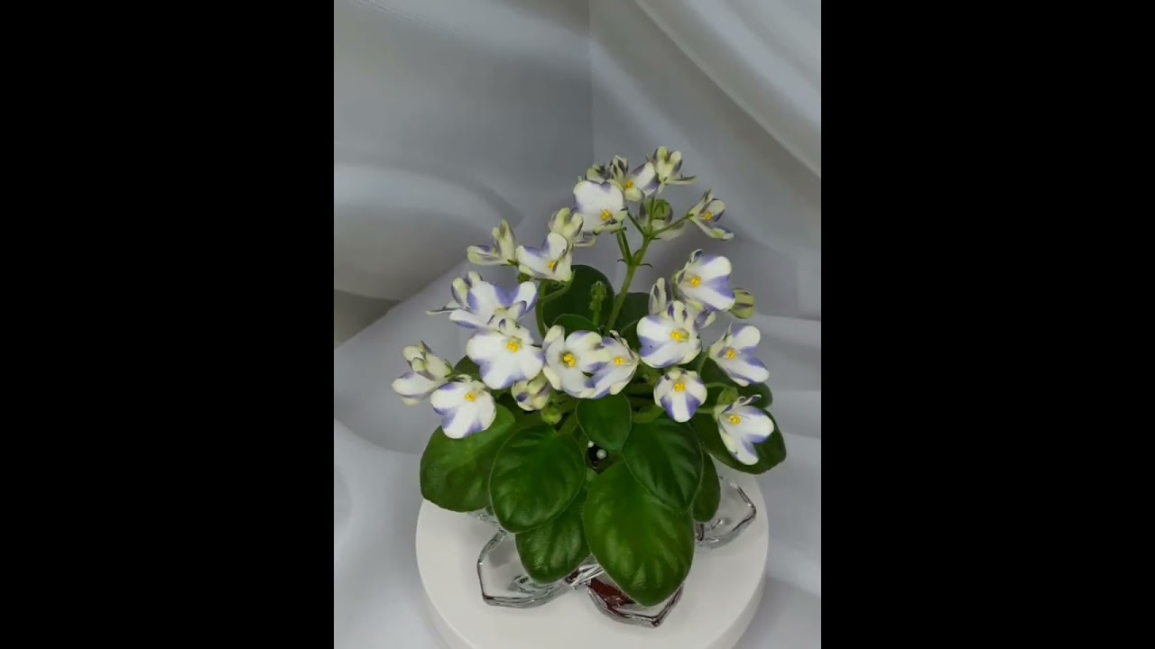 Минифиалки! Краткие обзорчики сортов)