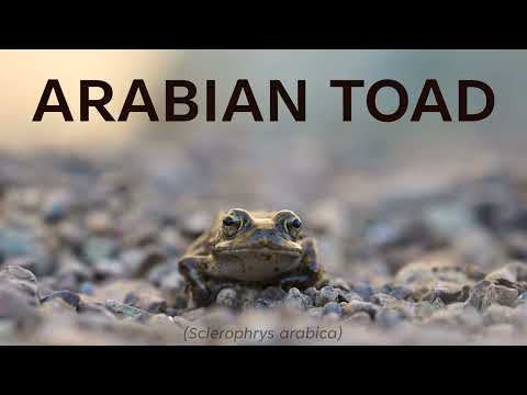 Hajar Mountain Series: Arabian Toad