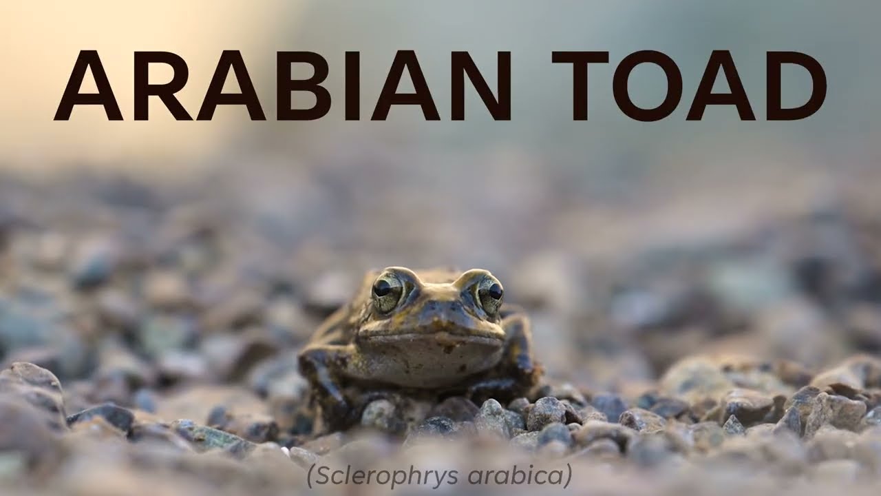Hajar Mountain Series: Arabian Toad
