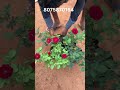 പൂക്കളുടെ രാജകുമാരി അല്ല… ഇന്ന് പരിചയപ്പെടുത്തുന്നത് പൂക്കളുടെ രാജകുമാരൻ 🌹/ Red pinnaccio Rose