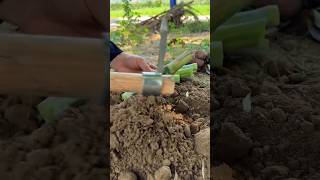 Planting Saccharum Edule Tutorial