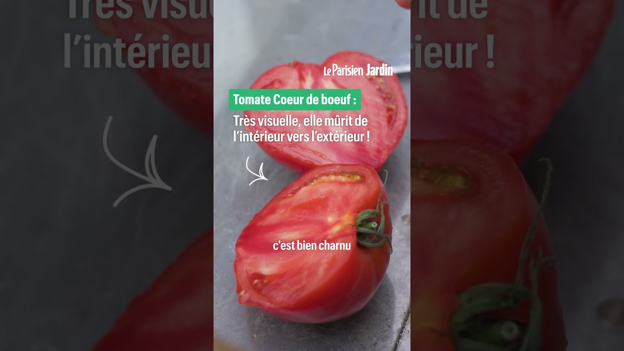 Vos tomates sont très savoureuses ? Replantez-les l'année prochaine !