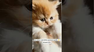 Persian kitten Available 😍 best Quality I #shorts #trending #viral #youtubeshorts #cat #pets