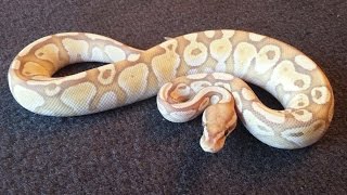 Celebrity Ball Python unboxing from Dynasty Reptiles Net Worth