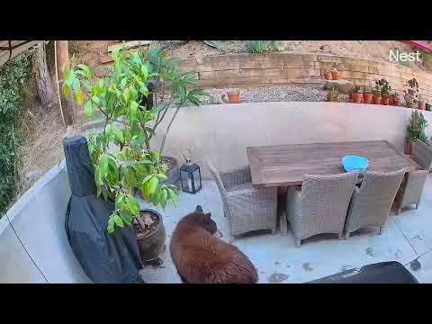 Jr. bear visits, Aug 2, 2023