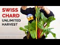 How to grow swiss chard in containers  unlimited harvest