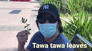 Intro Tawa Tawa hehe haha Jo&Em C.