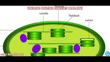 Form 3 Biology - Plant Structure and Functions (Chloroplast)