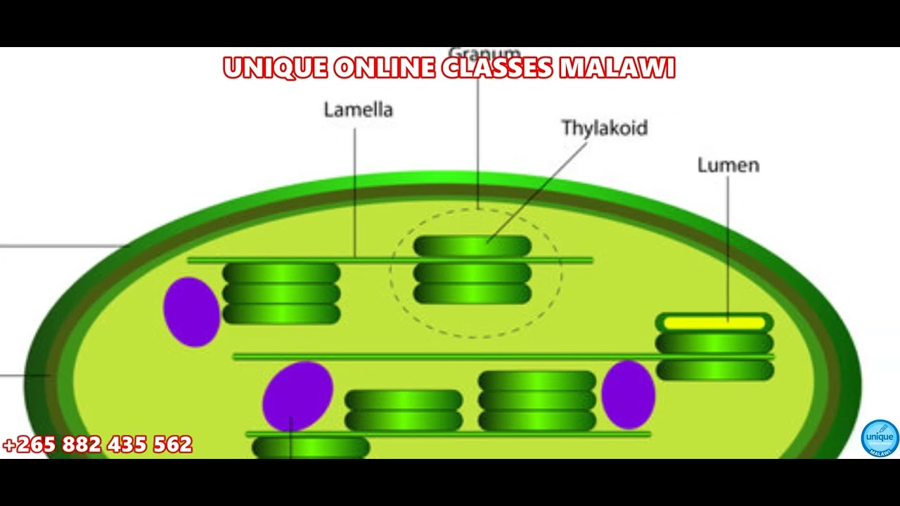 Form 3 Biology - Plant Structure and Functions (Chloroplast) - YouTube