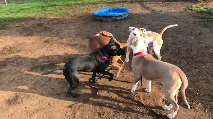 Coy, Brutus and Man available for adoption at Brad...