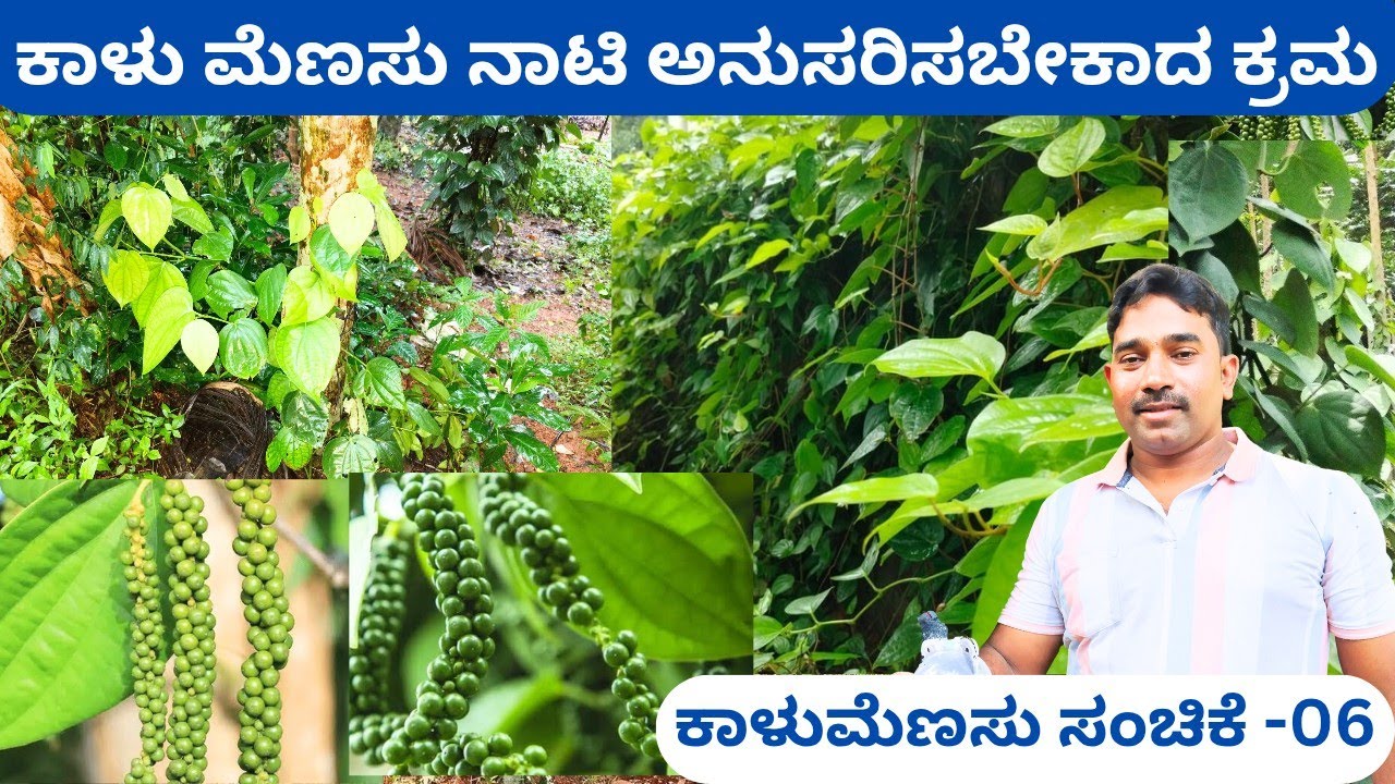 ಕಾಳು ಮೆಣಸು ನಾಟಿ ಇಷ್ಟು ಸುಲಭವೇ ⁉️ ಕಡಿಮೆ ಖರ್ಚಿನಲ್ಲಿ ಗಿಡ ತಯಾರಿಸುವ ವಿಧಾನ‼️Easy Method Pepper Plantation