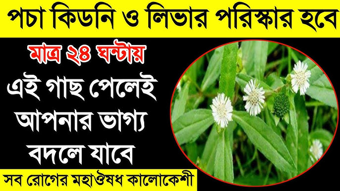 Jenever Lops porno video