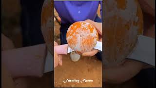 Best Orange farming in China | #farming #satisfying