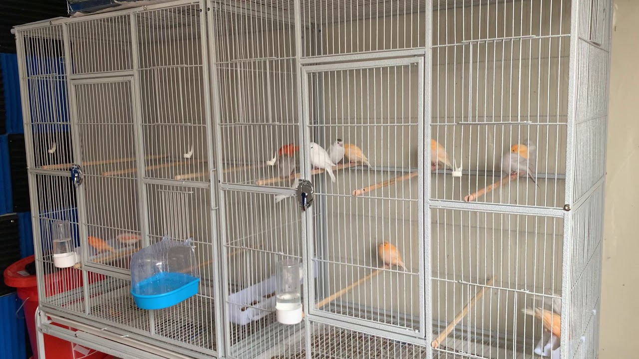 How do you make your females canary ready for breeding . Steps and  conditions. - YouTube