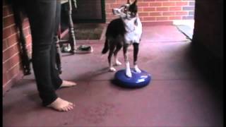 Dog training: pivot