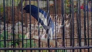 kacer ngamuk gaya getar-getar ngobra #kacer #koperkicau #cerpen