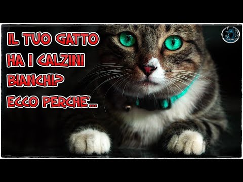 Video: Perché Ci Sono Gatti Tricolori, Ma Non Gatti?