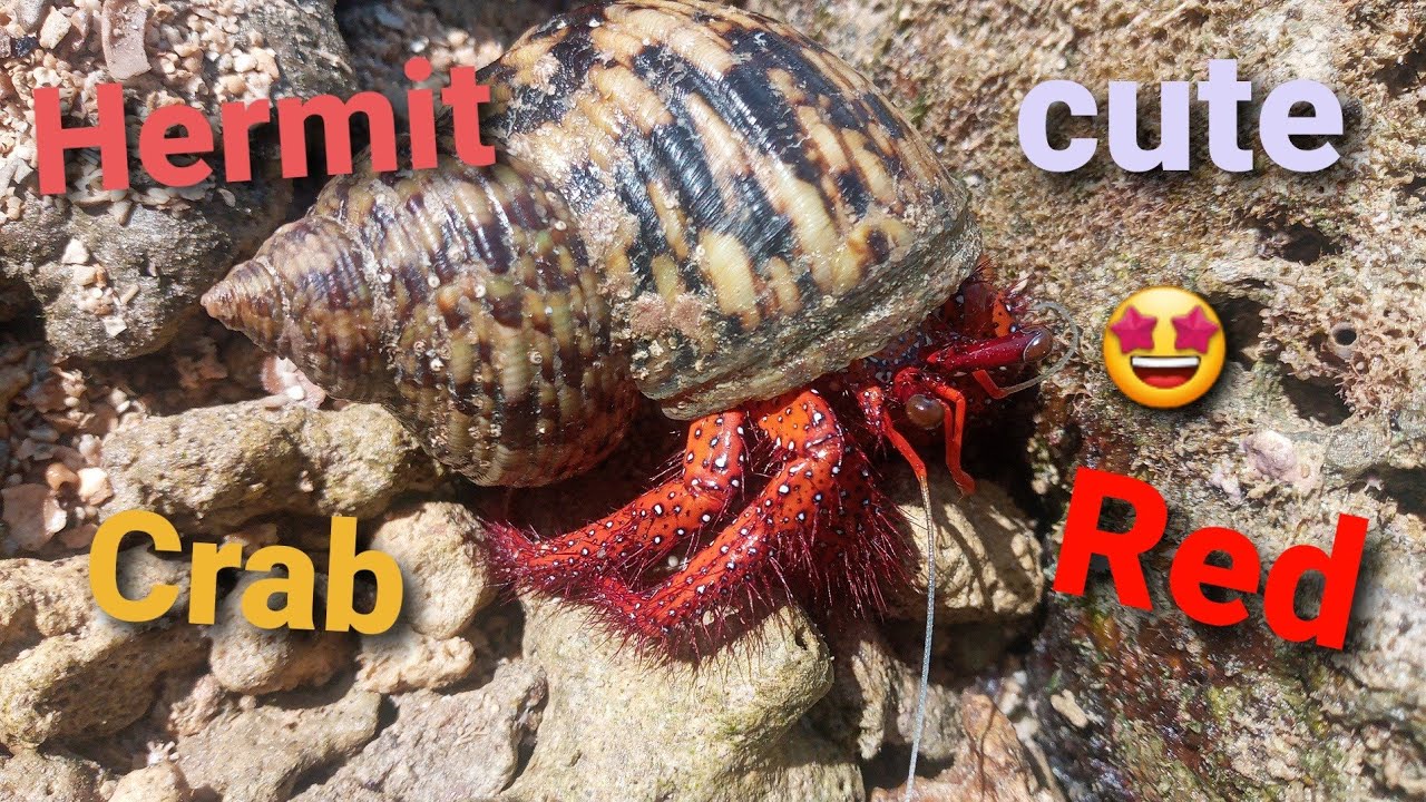 Red Hermit Crab | Is it a Sea Shell or Not🤔?