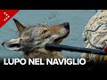 Lupo finisce nel Naviglio a Milano: il salvataggio ad opera dei vigili del fuoco