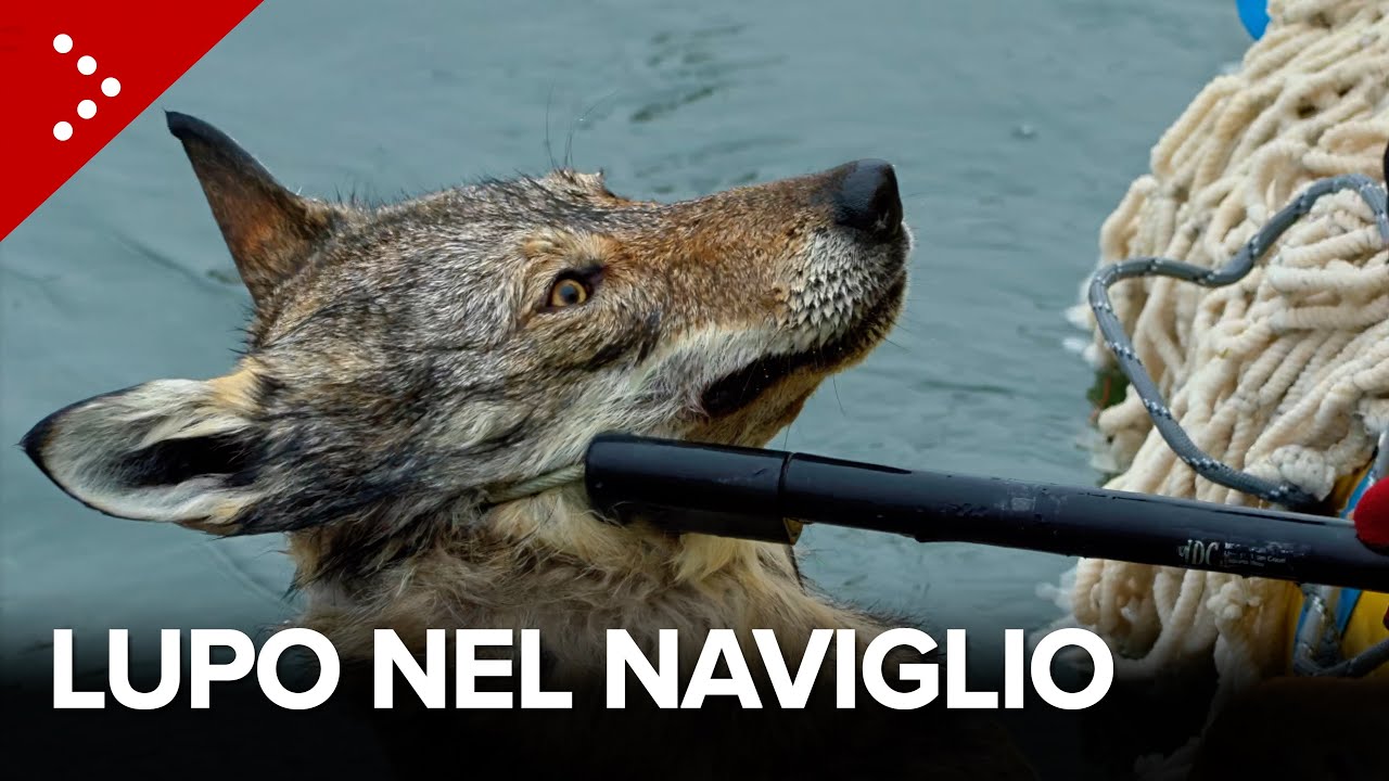 Lupo finisce nel Naviglio a Milano: il salvataggio ad opera dei vigili del fuoco