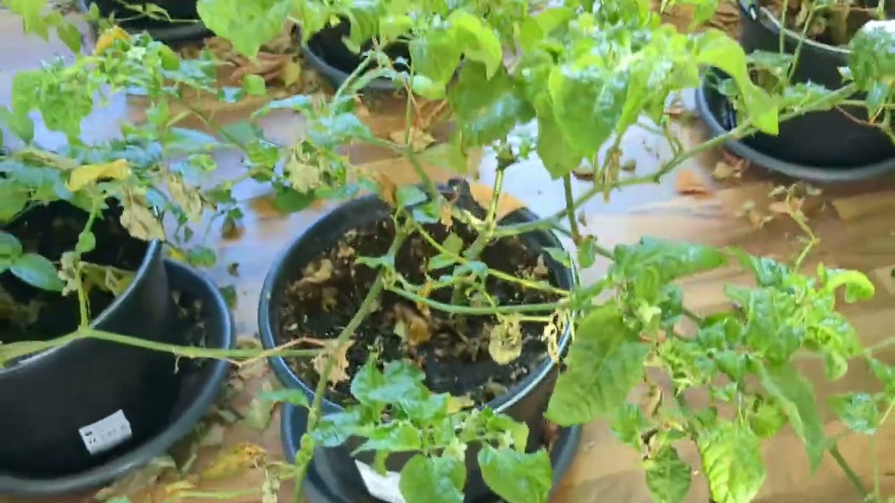 Indoor Chili-Ernte im Grow-Room