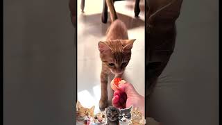 Tente NÃO RIR com esses gatinhos - parte 26 😹 #shorts