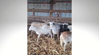 Katahdin Ewes | Kalona Sales Barn | 3/25/26