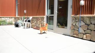 Prince Tiny ID #A463619