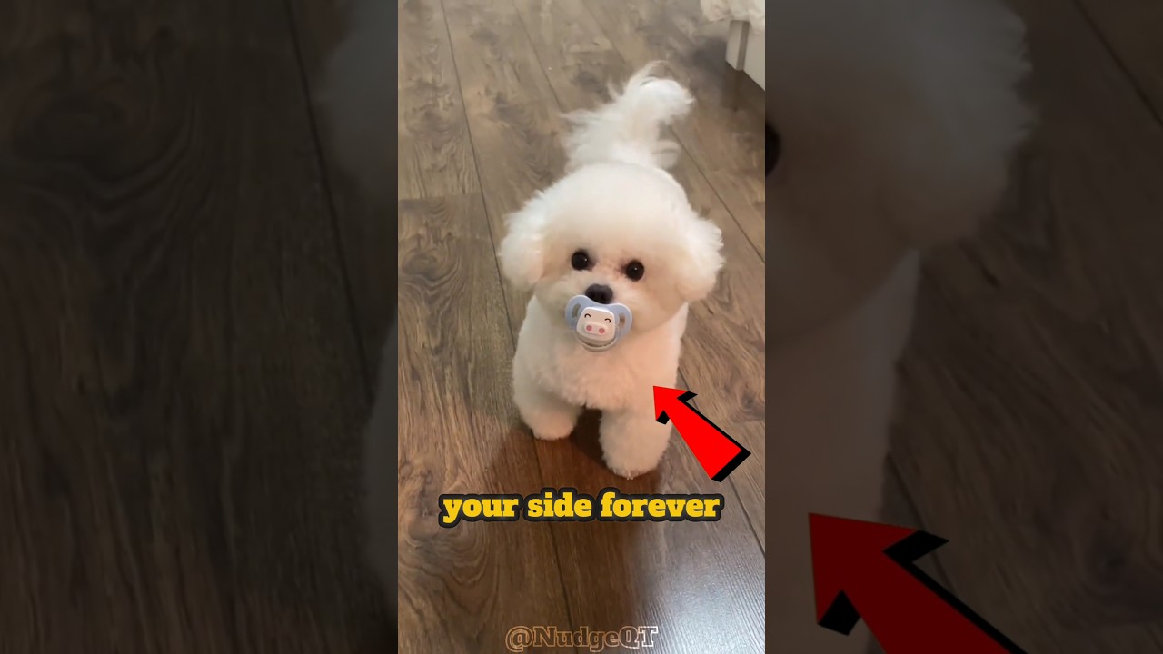 5 Loyal Dogs That’ll Love You More Than Anyone ❤️🐶