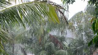 Water Element I Tropical Forest Rain I Sleep I Meditate I Relax