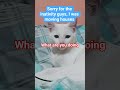 new house,new happy moments #cat #vlog