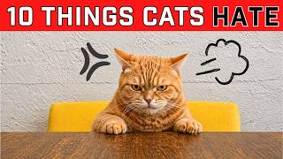 10 Things Cats Hate, The Truth Will Surprise You