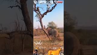 Singa Melongo Lihat Kekuatan Gajah Ngamuk Robohin Pohonanimalslionelephantshort