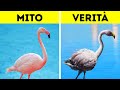 19 Fatti che Rendono il Regno Animale Ancora PiÃ¹ Affascinante