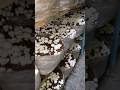 Majboori hindi song with  Mashroom Growing Goa