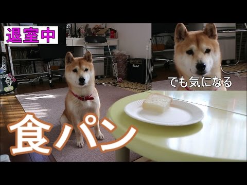 柴犬小春 信頼 コーヒー作ってくるから 待ってて 食パンみたいな毛色の犬と食パンを食べる Youtube