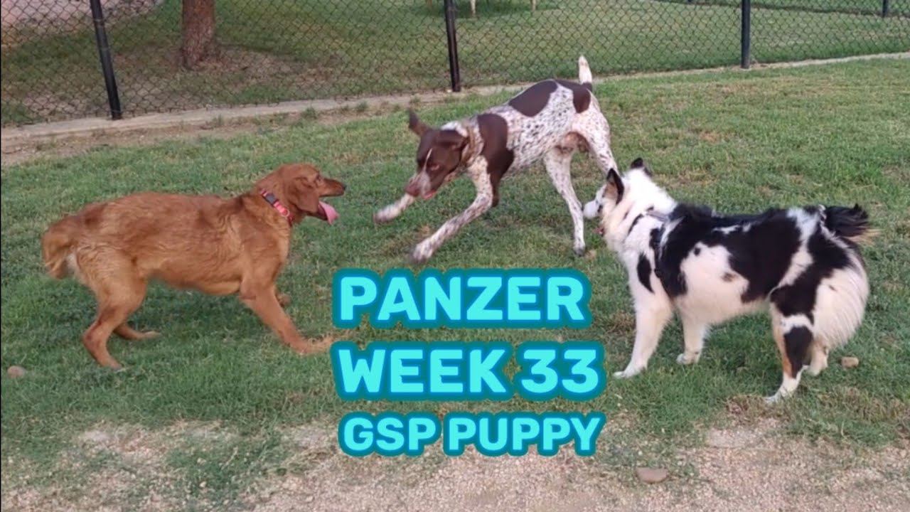 GSP puppy Panzer week 33, K9 Dog Park Keller / Fort Worth, Texas