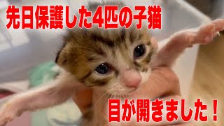 Check out these four adorable baby cats whose eyes are just