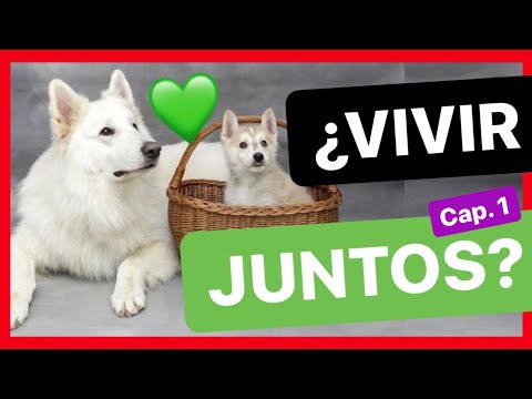 Video: Cómo Hacer Amigos A Un Perro Y Un Cachorro