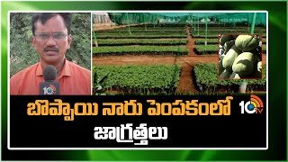 బొప్పాయి నారు పెంపకంలో జాగ్రత్తలు | How to Grow Papaya from Seed | Matti Manishi | 10TV