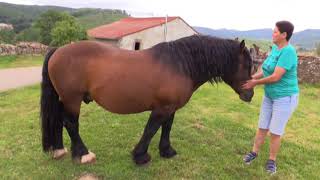 Mercado Nacional 20 de agosto limosinas y yeguas