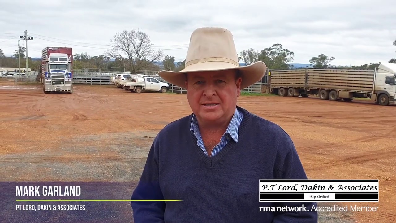 Dunedoo Store Cattle Sale, Wednesday 24th June 2020 YouTube