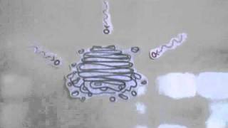 Science   Golgi Complex