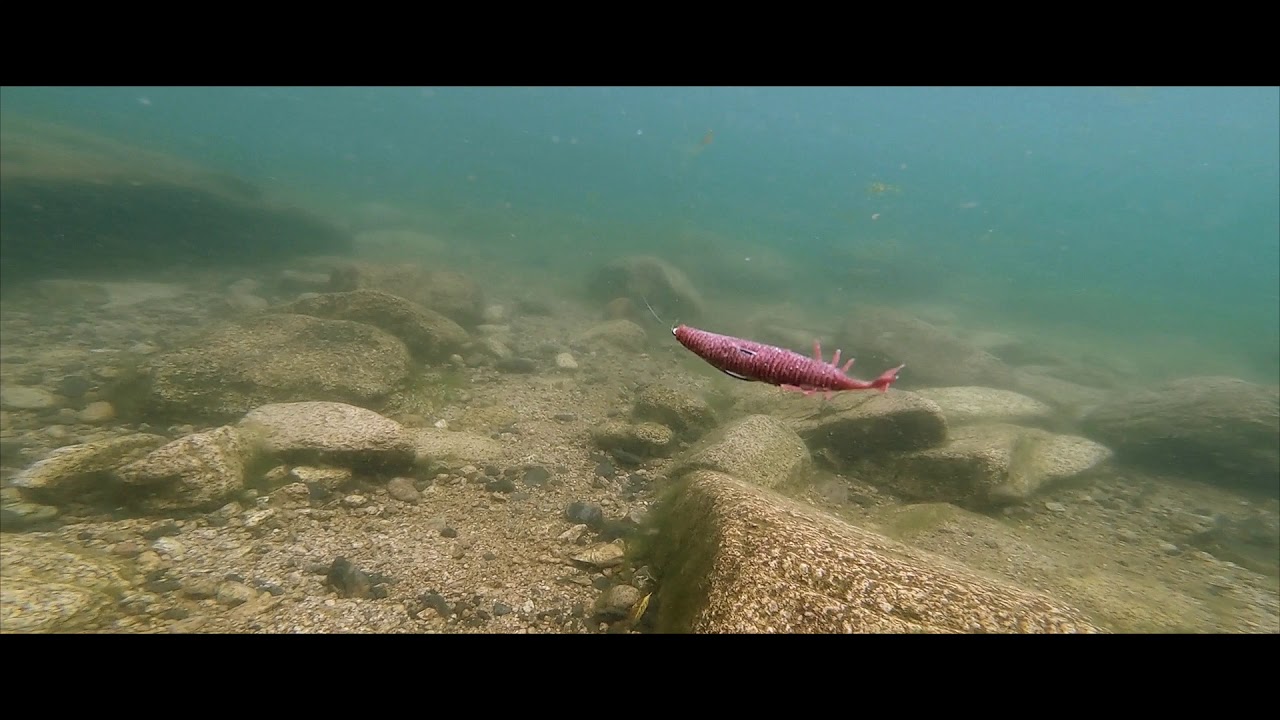 OBASSLIVE® ANKAR 3.7inch 襲来