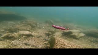 OBASSLIVE® ANKAR 3.7inch 襲来