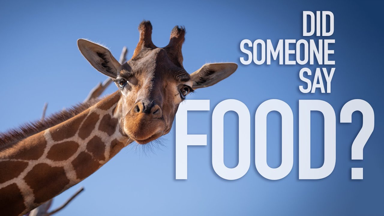 What do giraffes eat at Longneck Manor?