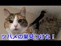 ツバメのヒナが可愛すぎ🥰エサやりする親ツバメ！おしゃべりペット