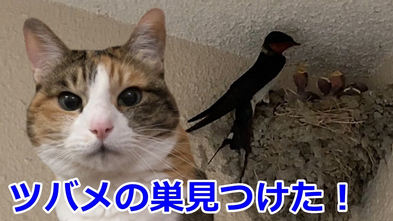 ツバメのヒナが可愛すぎ🥰エサやりする親ツバメ！おしゃべりペット