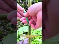 How to Tie a Bean Trellis So It Won’t Collapse 🌱 Tie Your Bean Trellis Like a Pro Gardener🌿#shorts